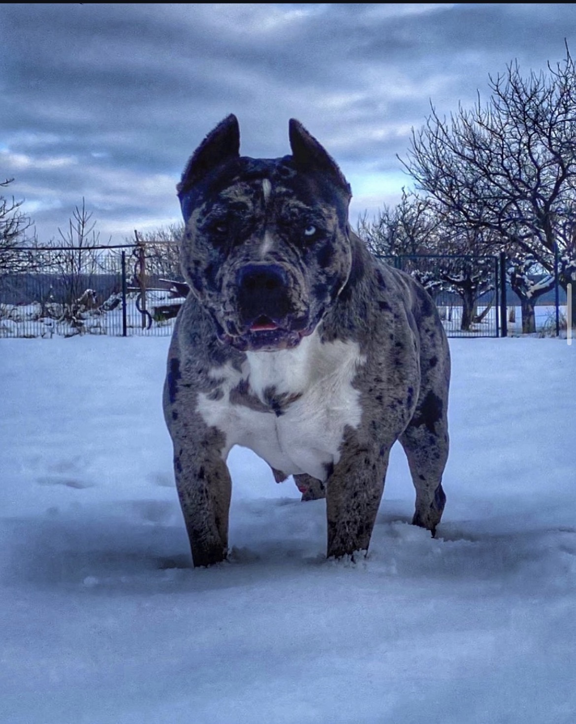 Dog Featured Image
