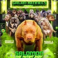 Galan’s Salomon