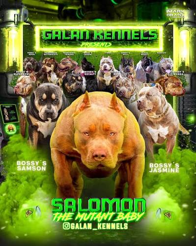 Dog Featured Image