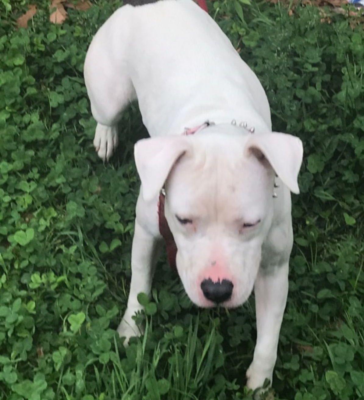 Dog Featured Image
