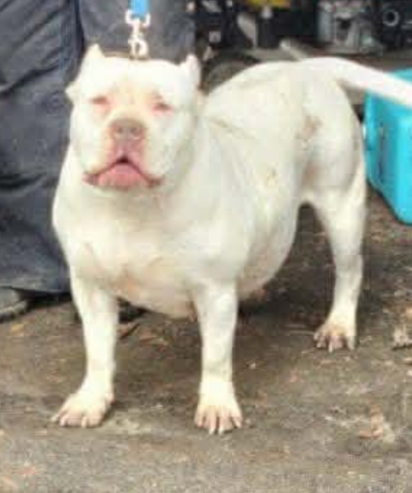 Dog Featured Image