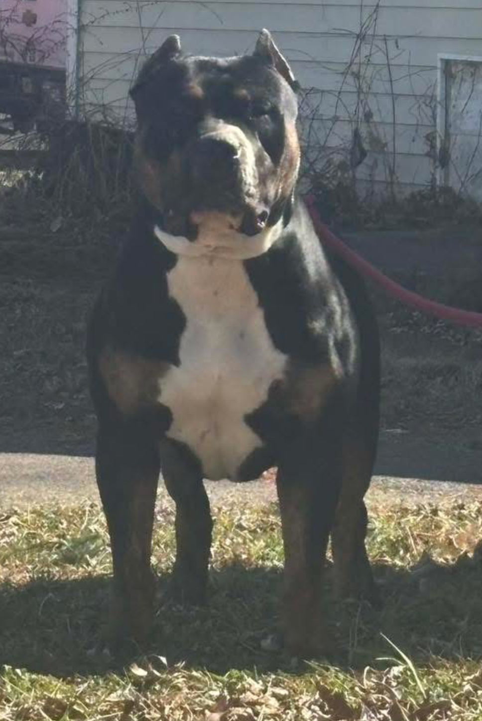 Dog Featured Image