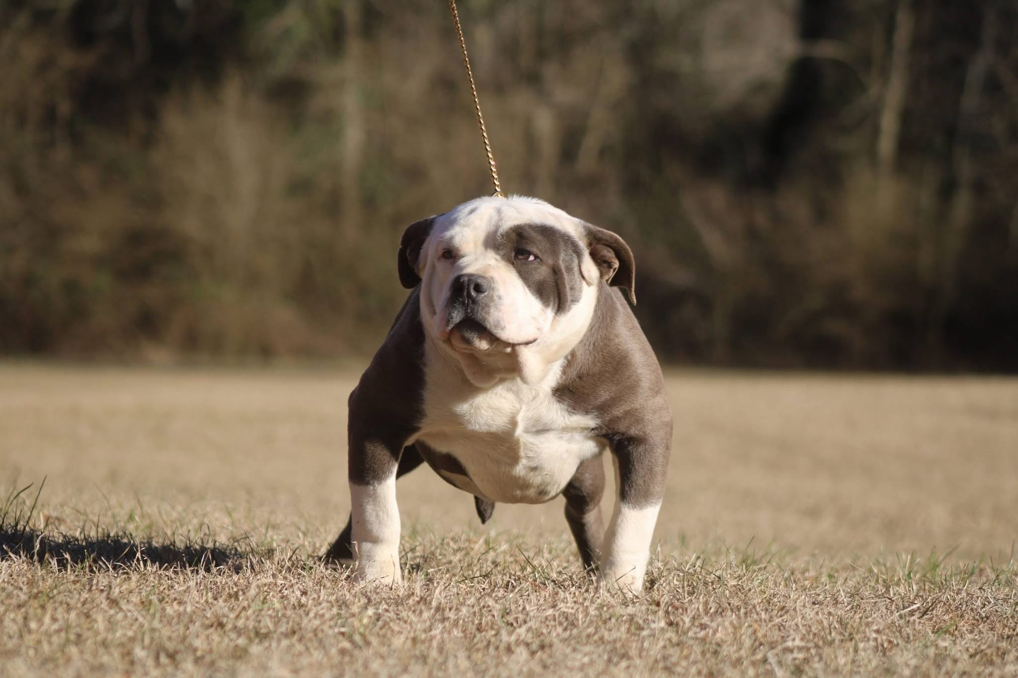 Dog Featured Image