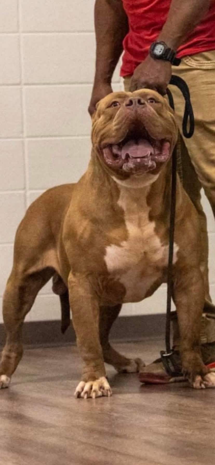 Dog Featured Image
