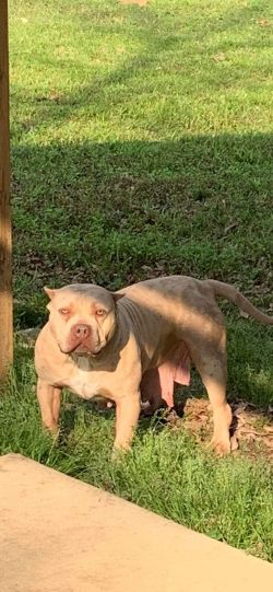 Dog Featured Image