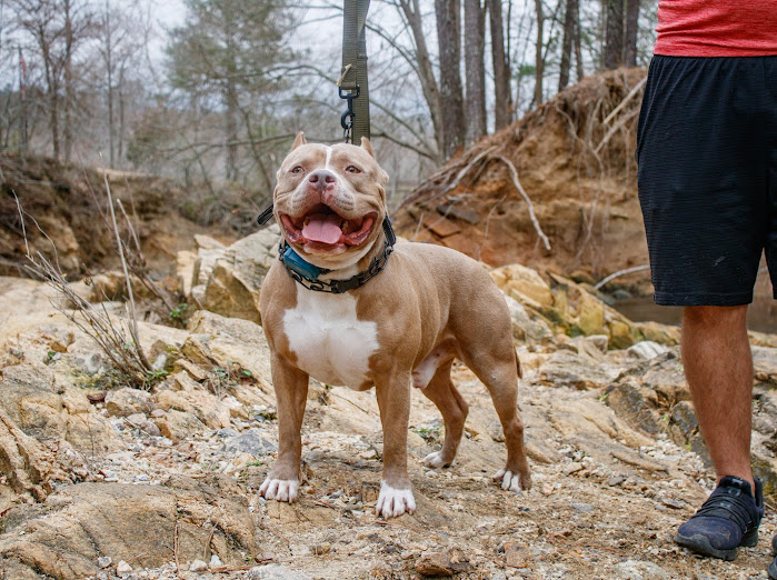 Dog Featured Image