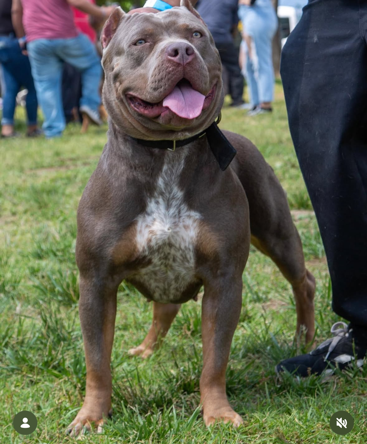 Dog Featured Image