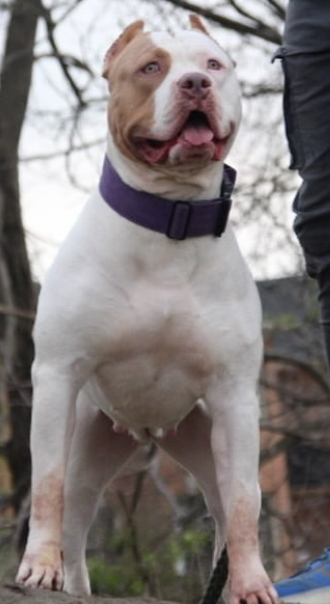 Dog Featured Image