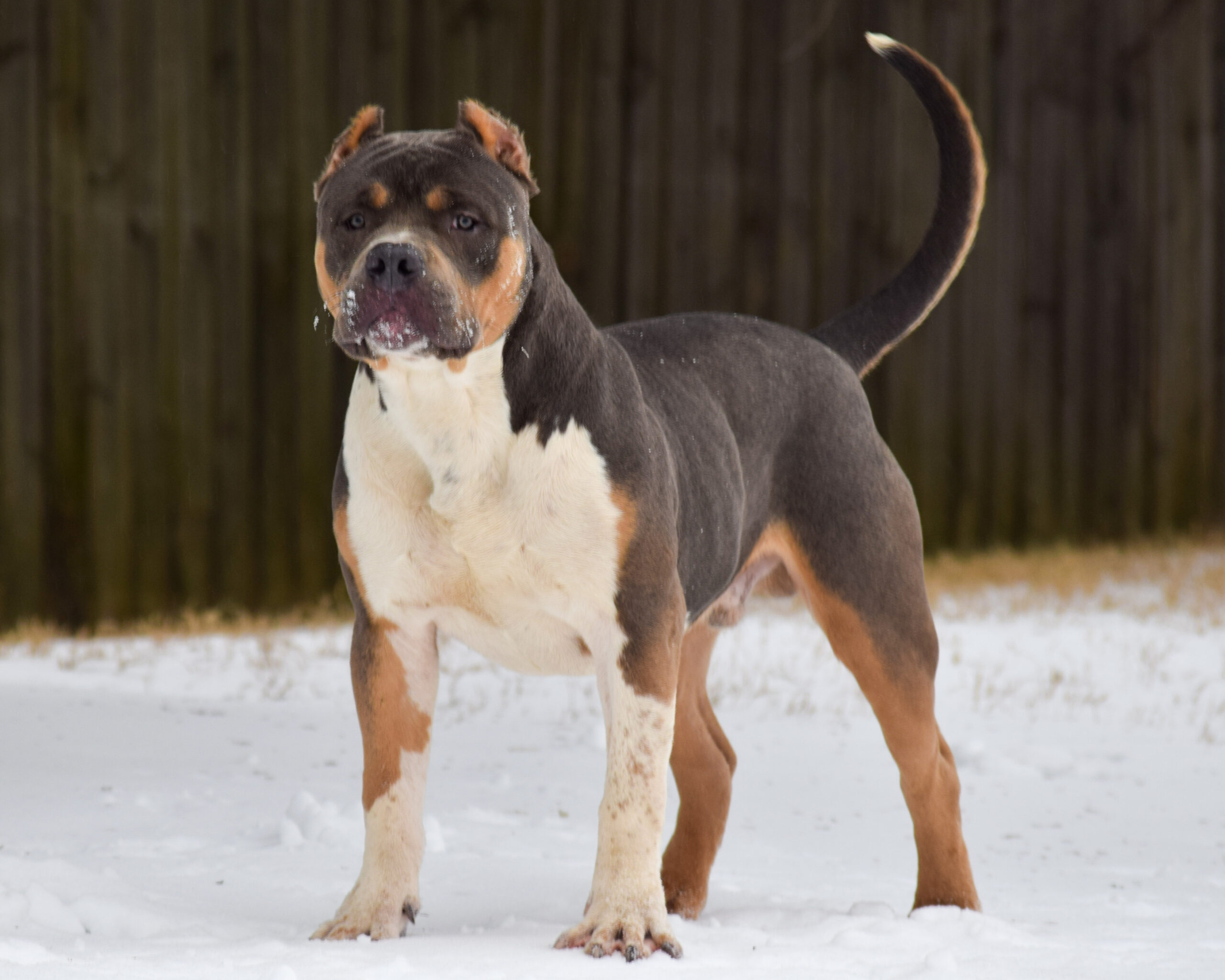 Dog Featured Image