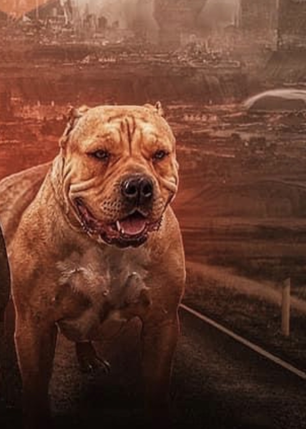 Dog Featured Image