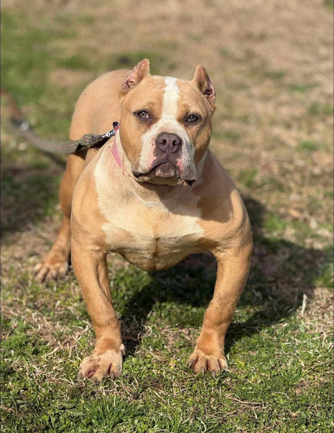 Dog Featured Image