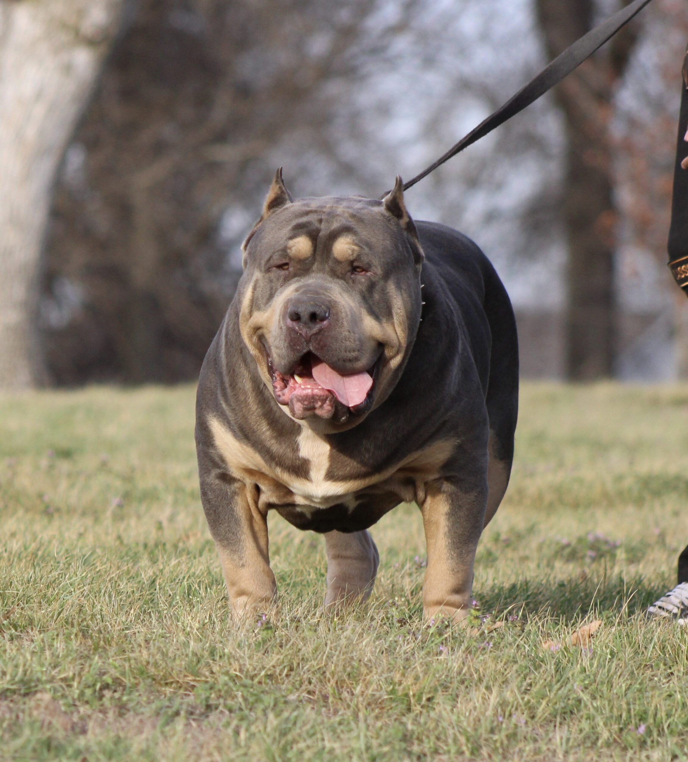 Dog Featured Image