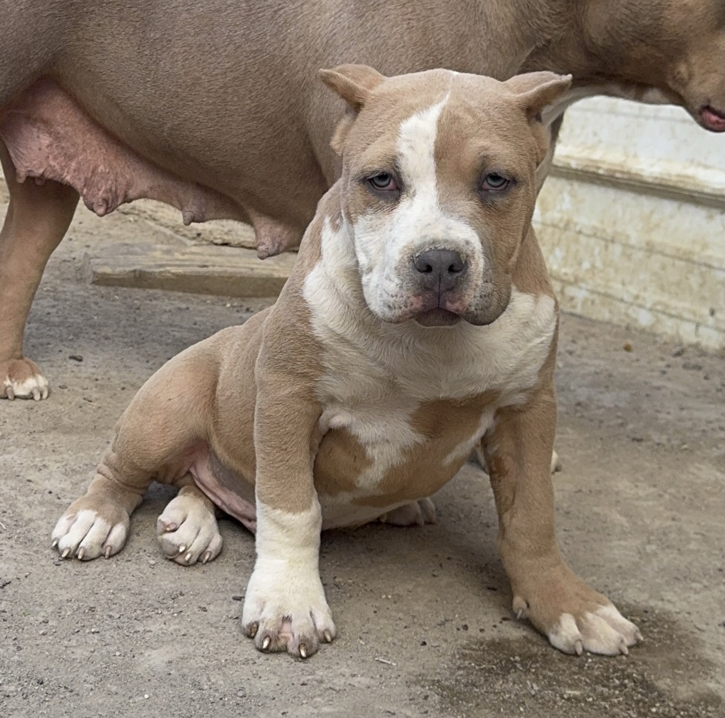 Dog Featured Image