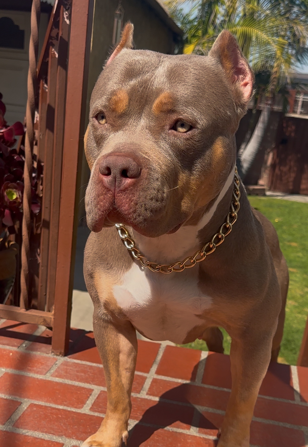 Dog Featured Image