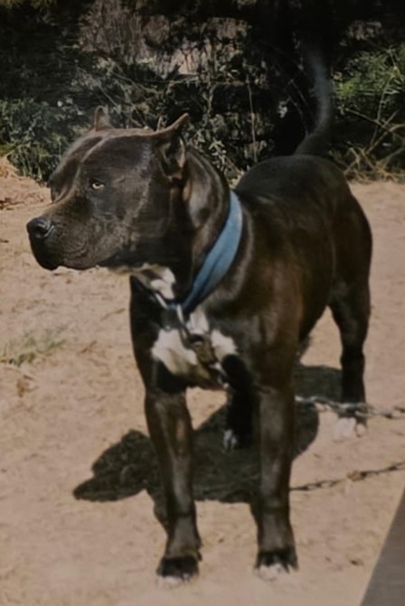 Dog Featured Image