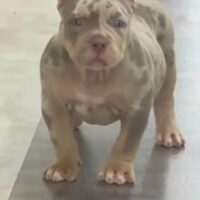 Cash Luxury  Griselda Liive