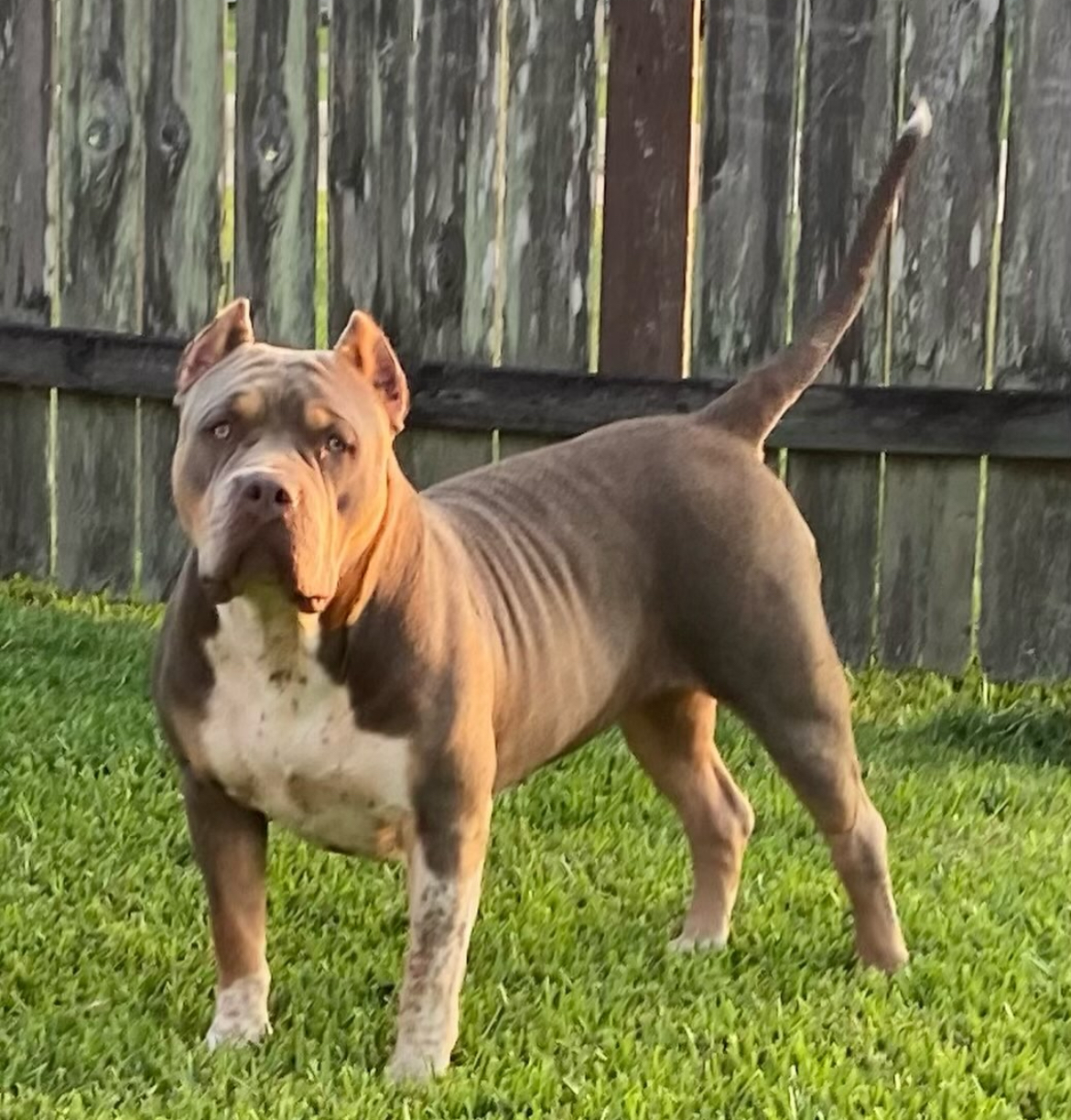 Dog Featured Image