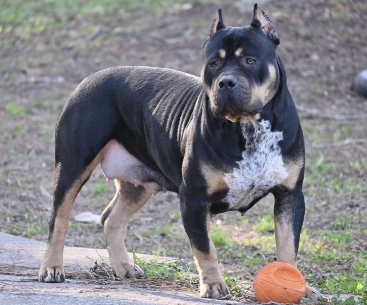 Dog Featured Image