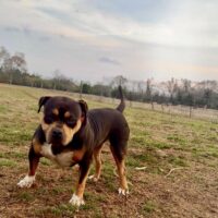 TopDogGang’s Mi Isla Bella BORINQUEN