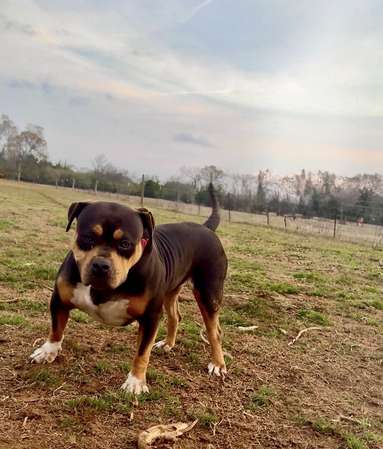 Dog Featured Image