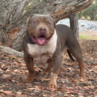 Alpha Kennels RIP