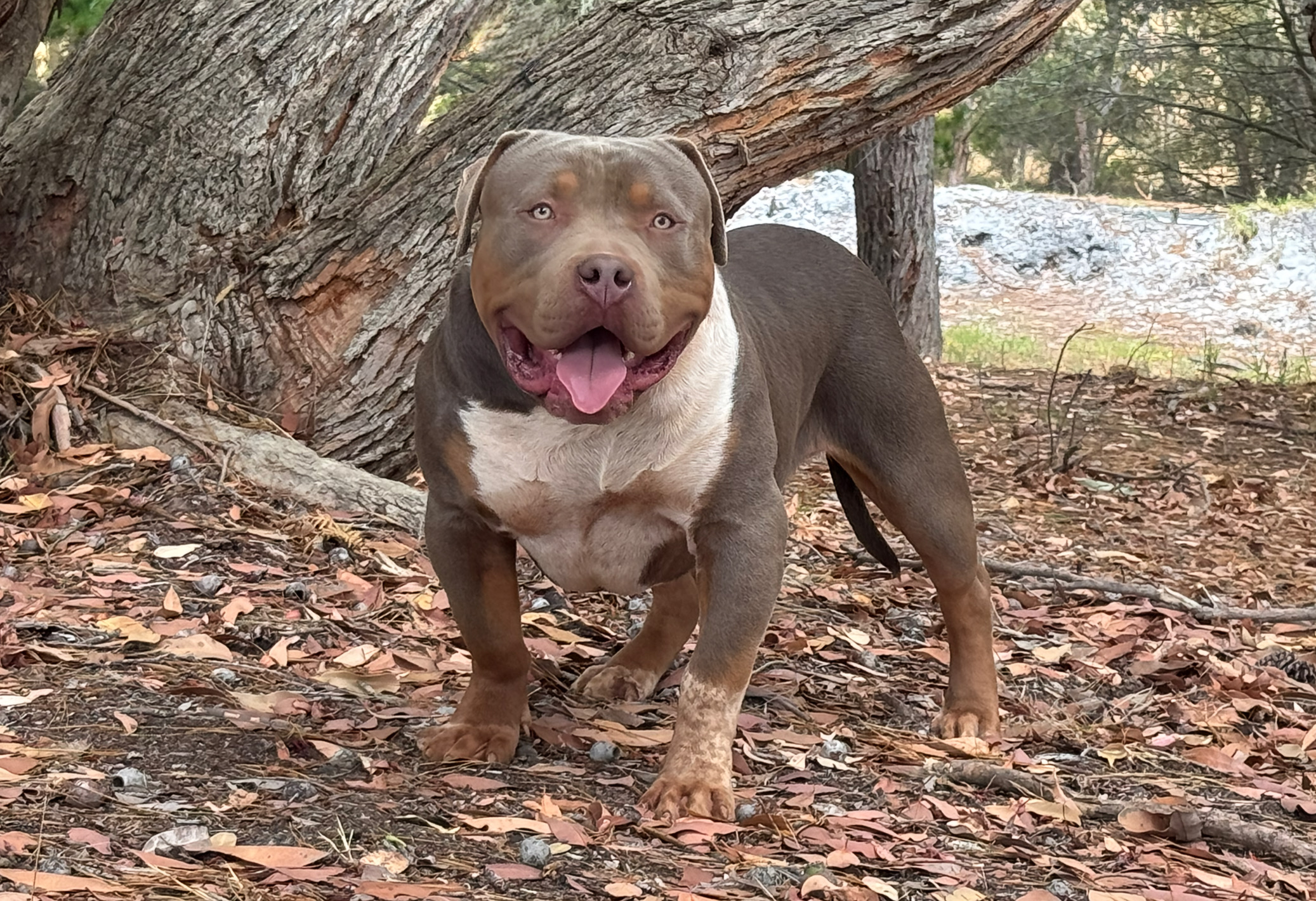 Dog Featured Image