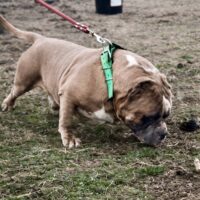 Xtremechampionbully’s King Suge of TDG/TB