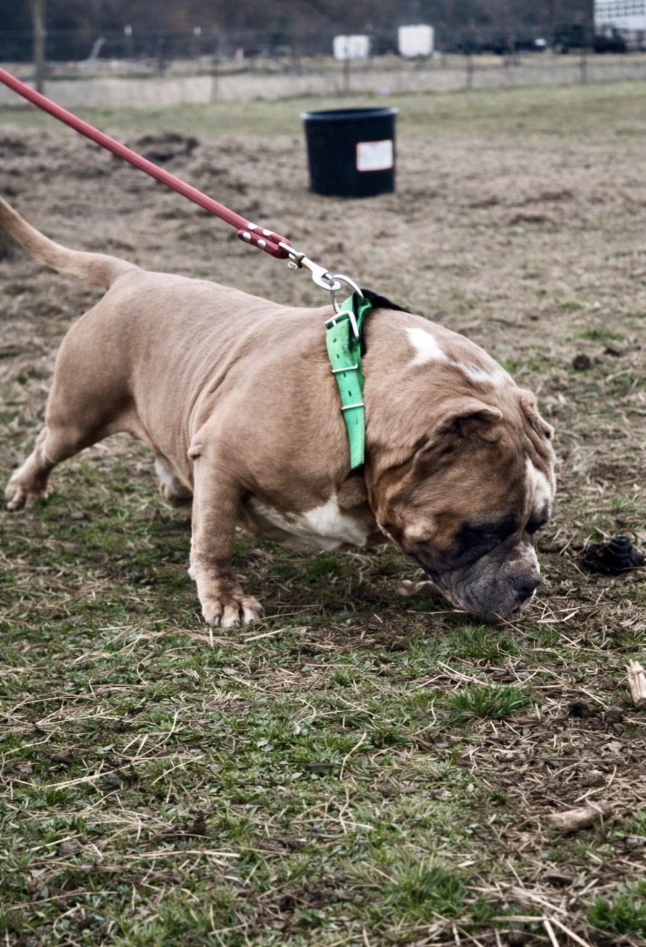 Dog Featured Image