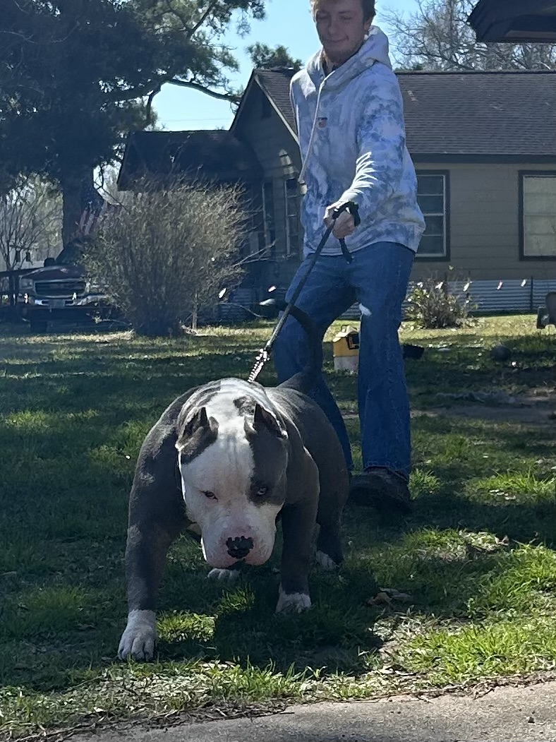 Dog Featured Image