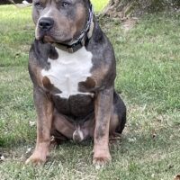 Cortez kennels Draco