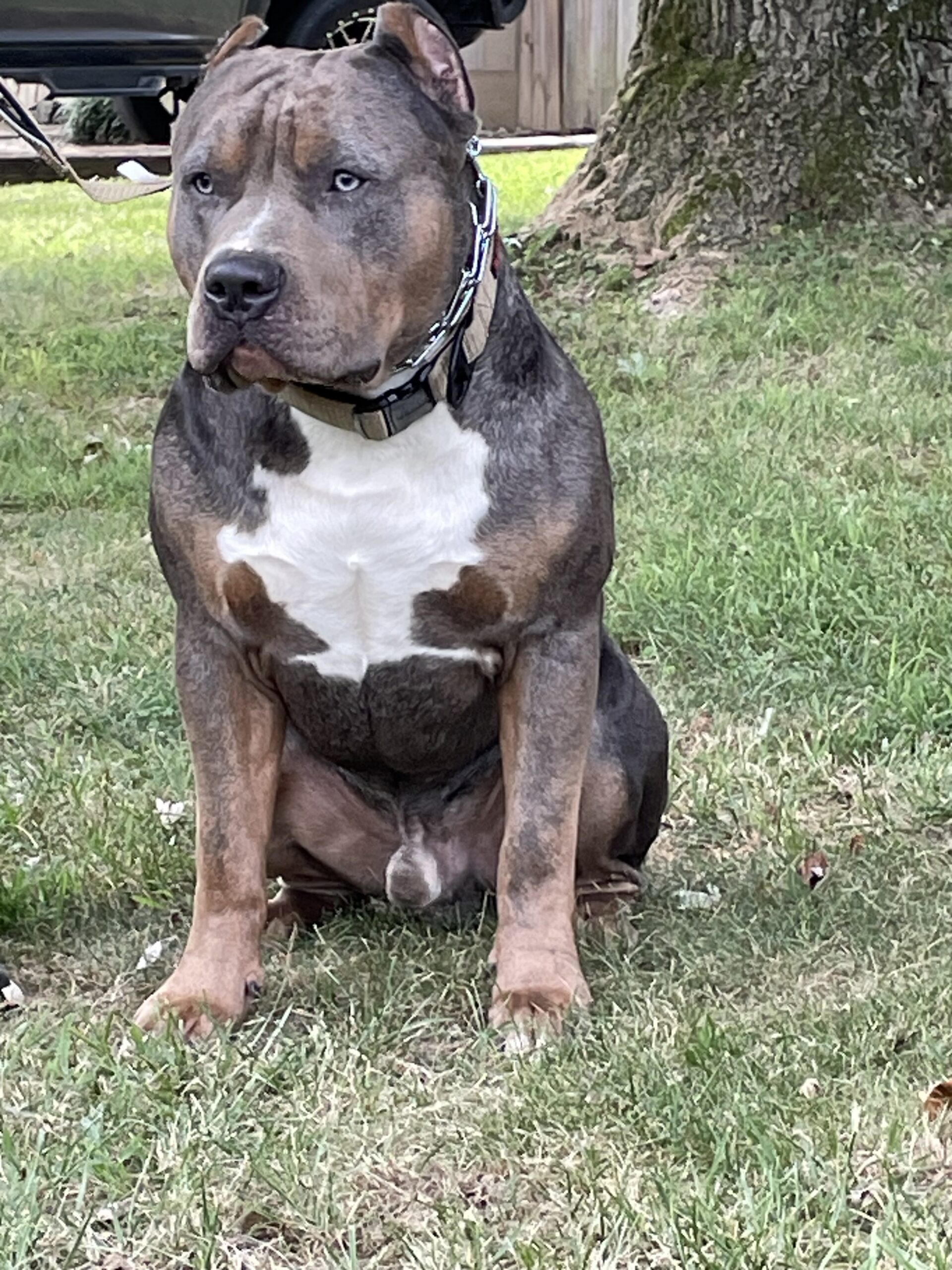 Dog Featured Image