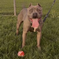 BPB’s Bella