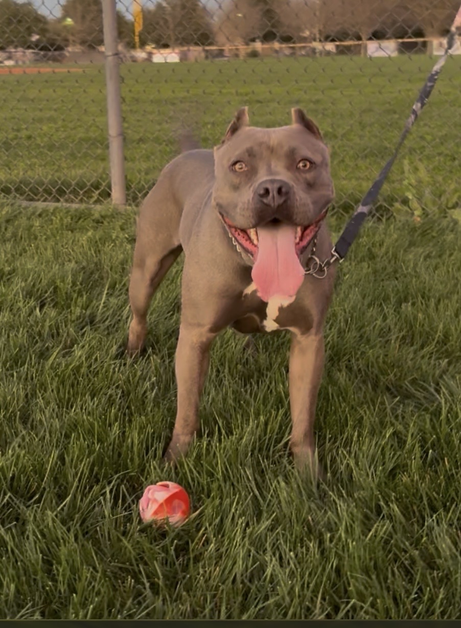 Dog Featured Image