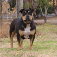 Alpha Kennels Camie