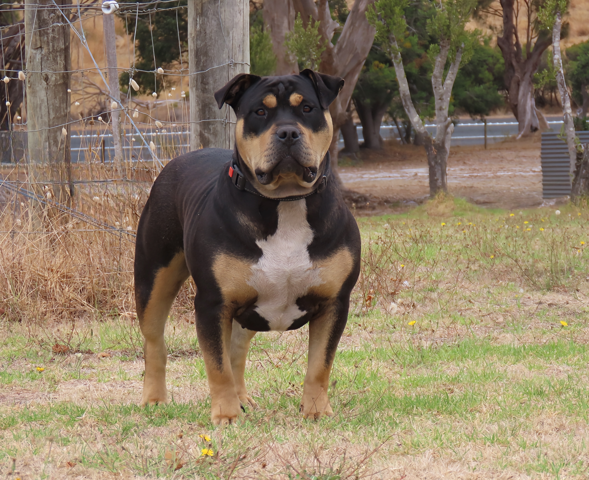 Dog Featured Image
