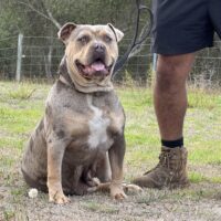 Dog Featured Image