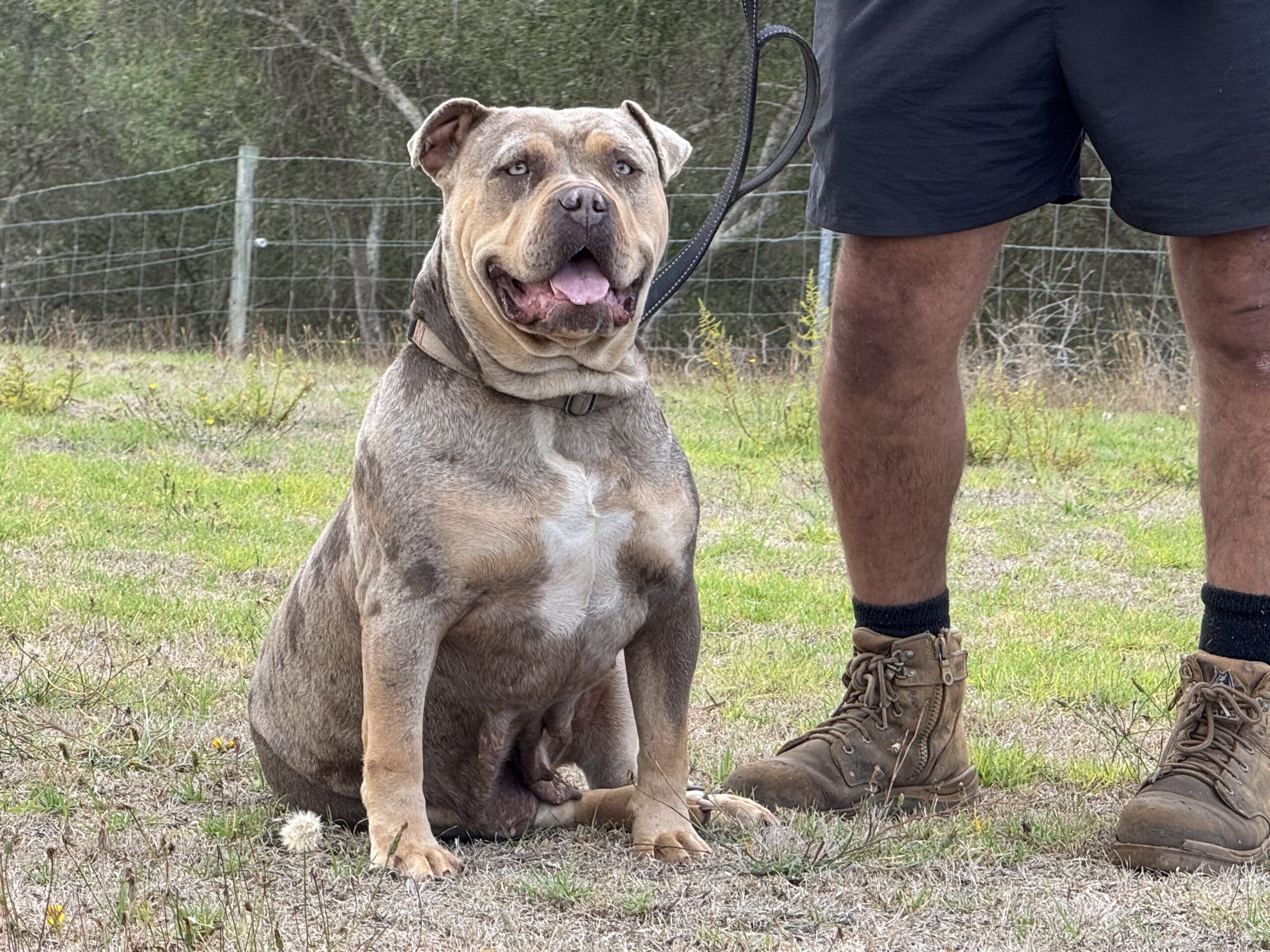 Dog Featured Image