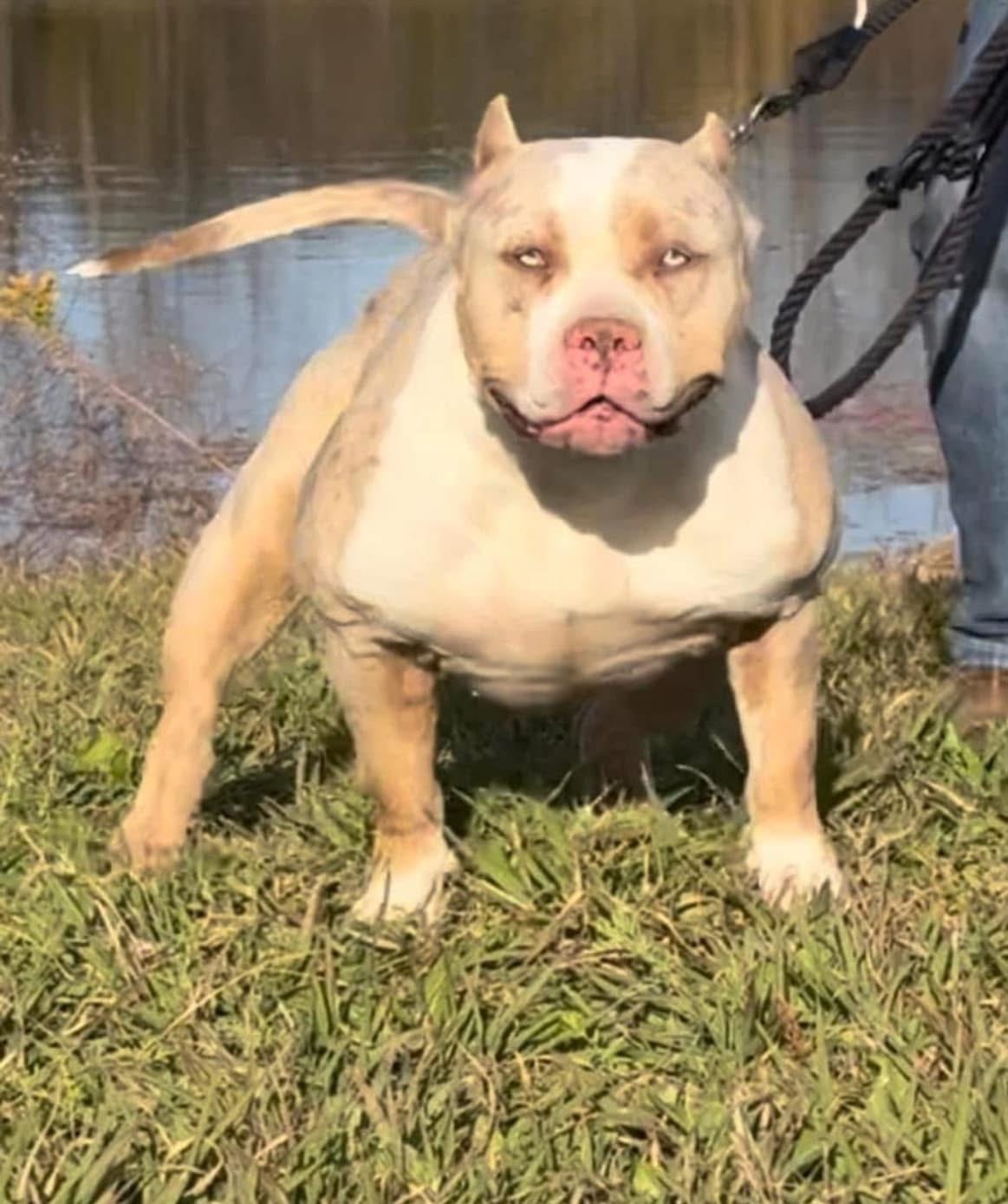 Dog Featured Image