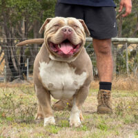 Alpha Kennels Loui