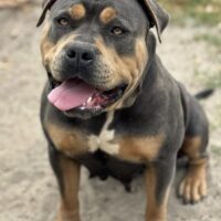 Dog Featured Image