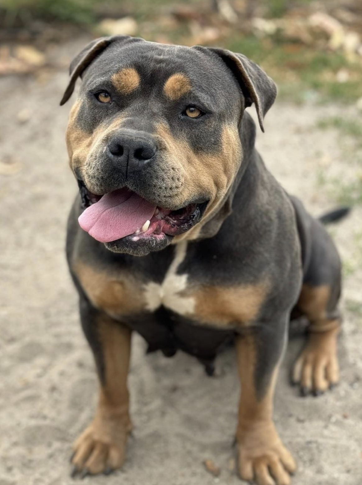 Dog Featured Image