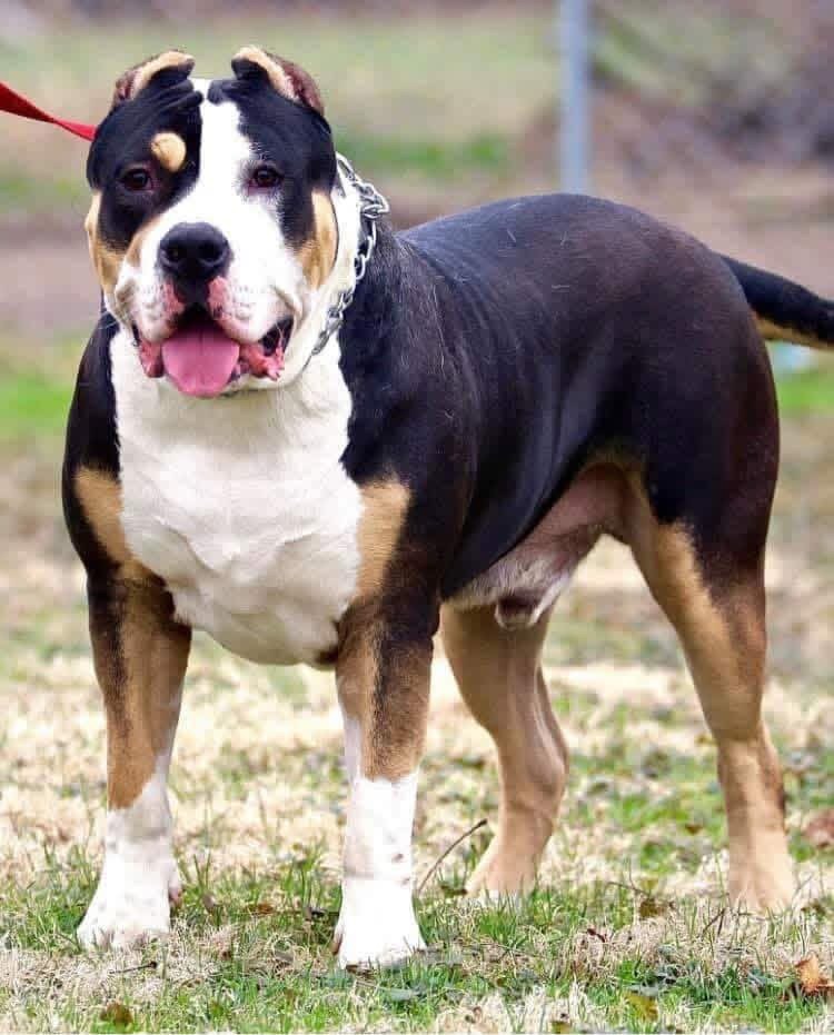 Dog Featured Image