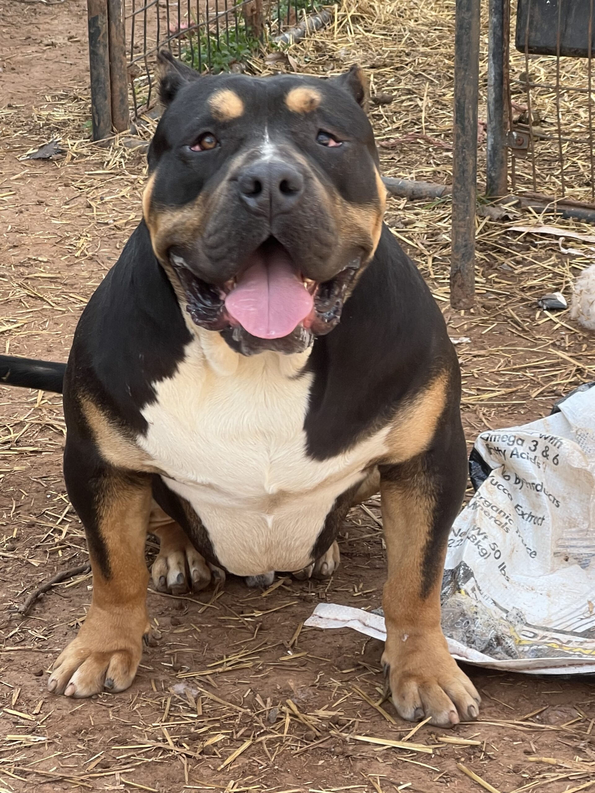 Dog Featured Image