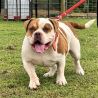 Dog Featured Image