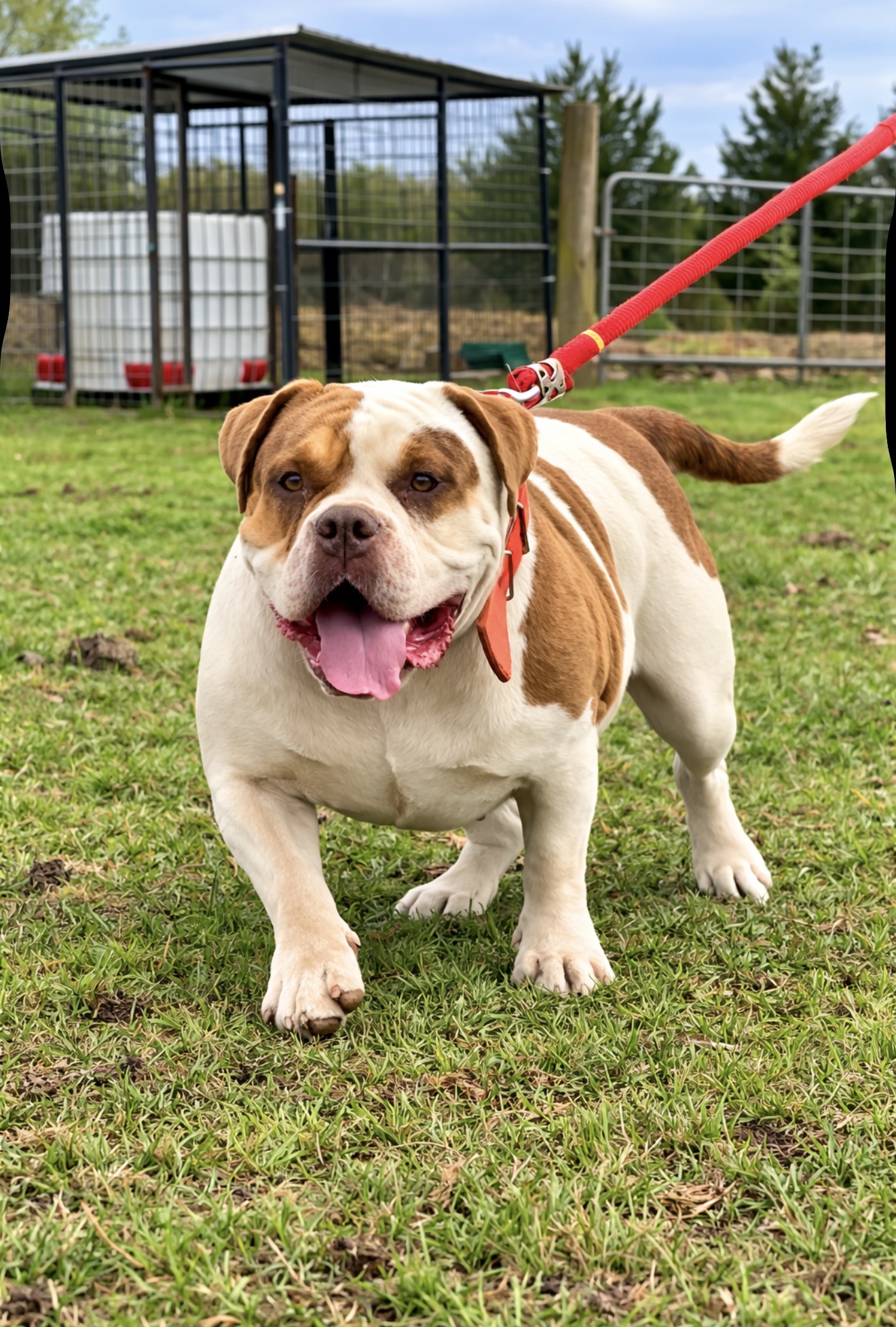 Dog Featured Image
