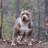 Topsoufdawgz Diva