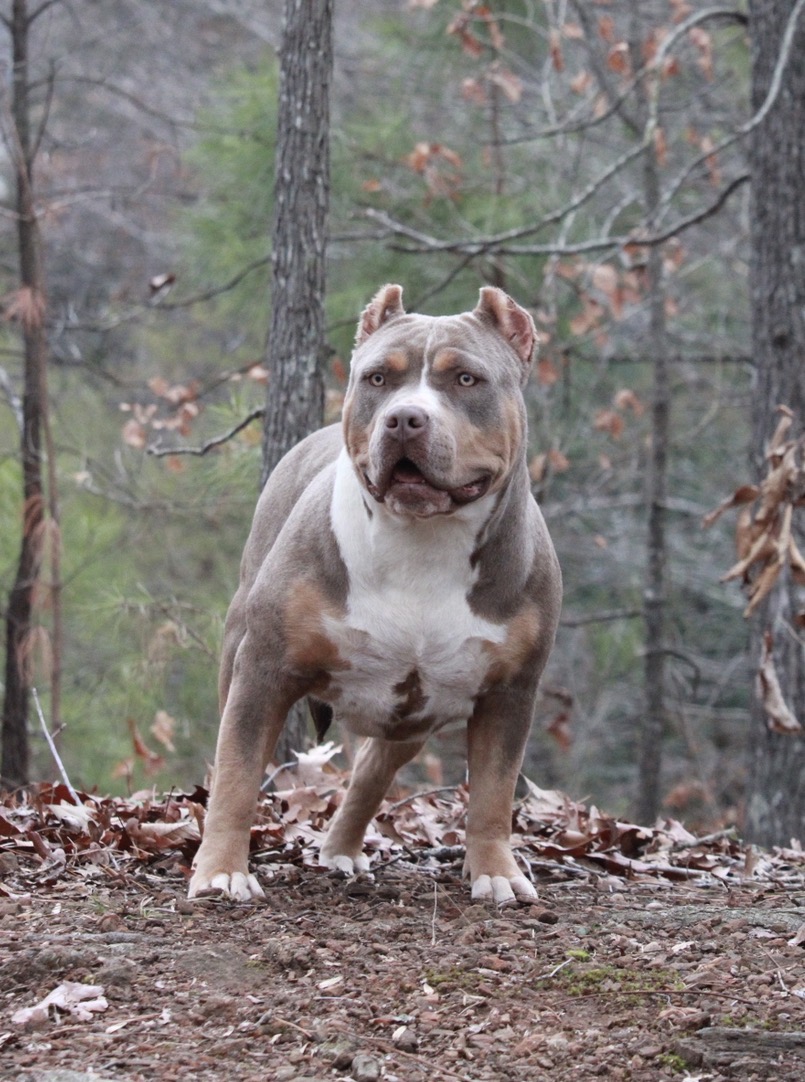 Dog Featured Image