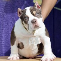 Bossy’s Notorious Payday