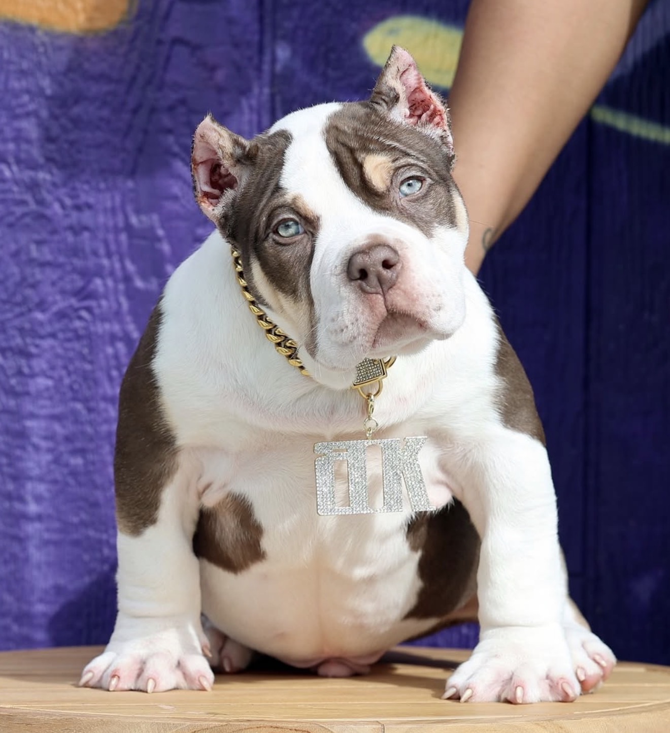 Dog Featured Image