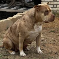 BullzCulture CoCo Melon